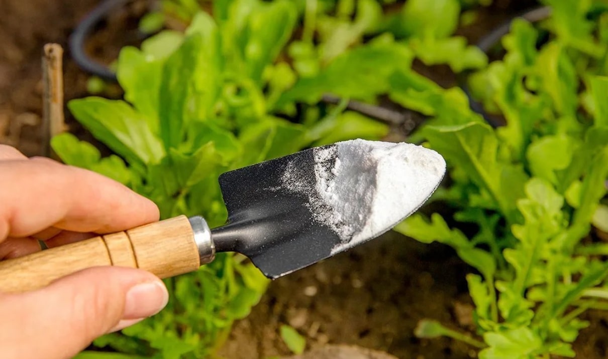 베이킹소다 사용법 식물관리 관련 모종삽에 베이킹소다를 담아서 식물에 뿌리려는 모습